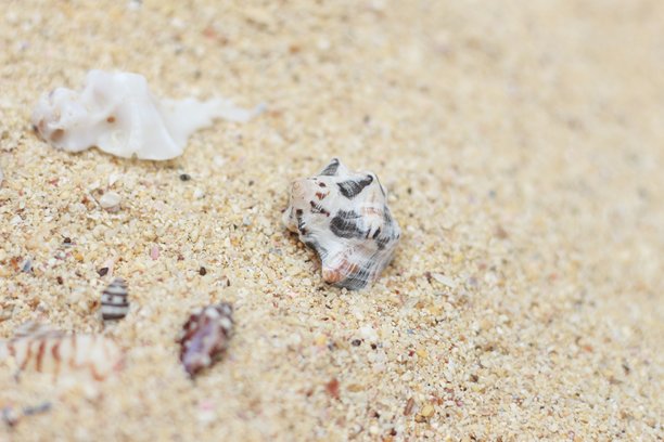 海滩沙子、珊瑚石和海贝壳的纹理照片图片下载