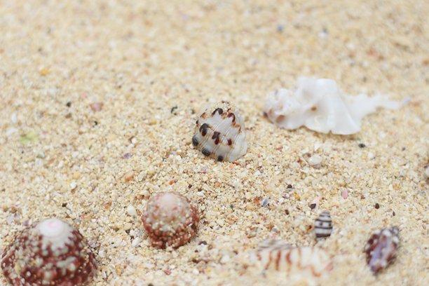 海滩沙子、珊瑚岩石和海贝壳的纹理照片图片下载