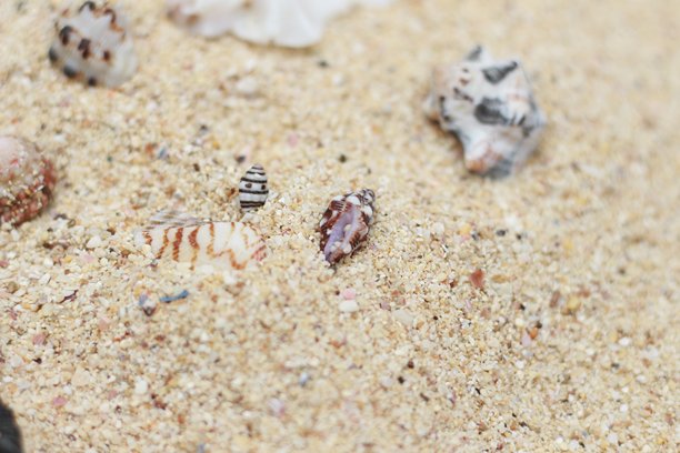 海滩沙子、珊瑚岩石和海贝壳的纹理照片图片下载