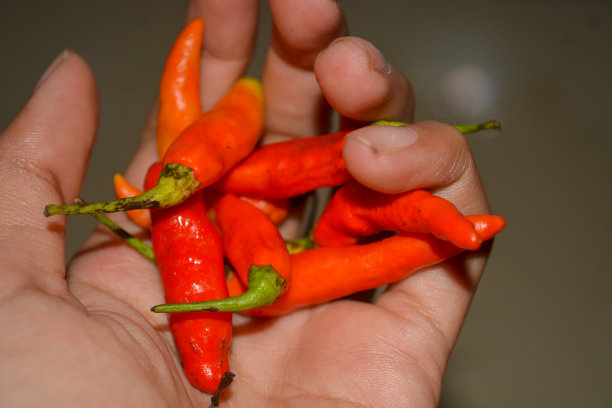 红辣椒特写照片 Capsicum annuum 'Bird's Eye'图片下载