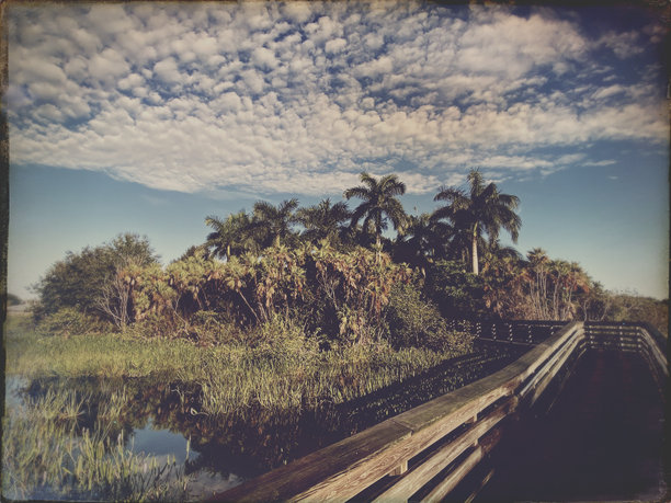 复古风格的热带场景 - 绿湾湿地图片下载