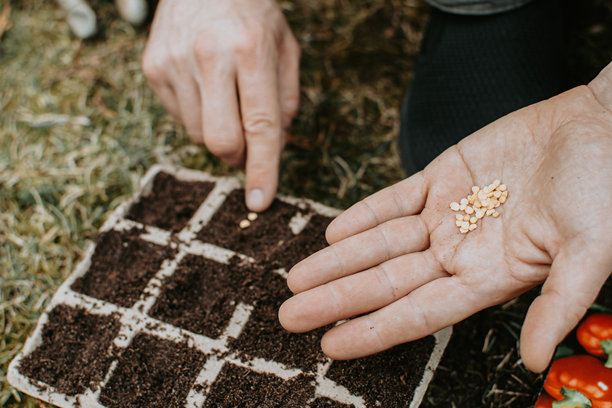男人（照片中只有他的手，没有脸）在后院的许多纸箱容器中播种红辣椒种子图片下载