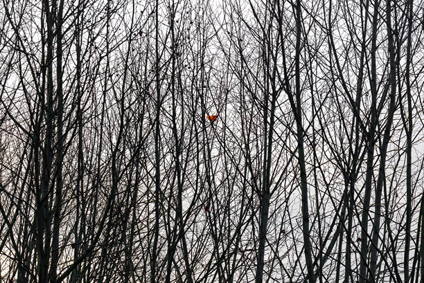 一片干枯的树叶夹在光秃的树枝之间。秋天的森林场景。自然背景图片。图片下载