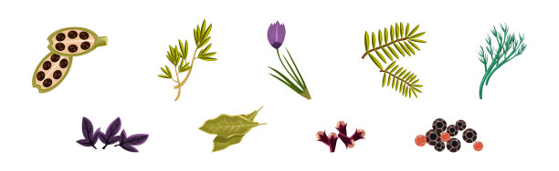 烹饪香草和调味品扁平矢量素材图片下载