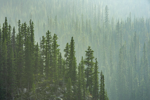 在雾霭弥漫的日子里，贾斯珀国家公园马林湖岸边的松树林绿色调照片。图片下载