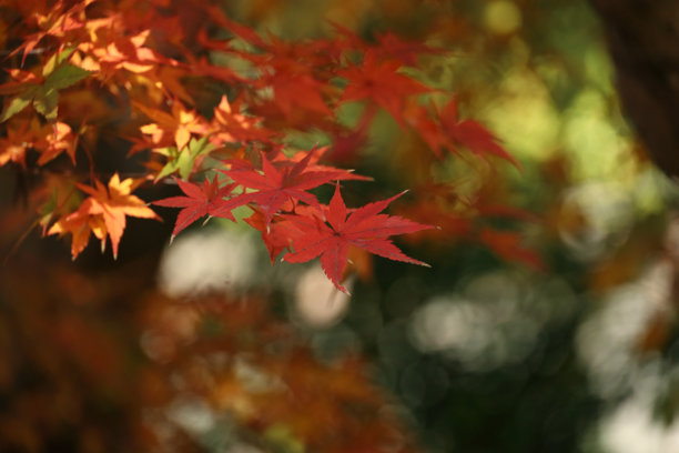 红色日本枫树叶的特写照片图片下载