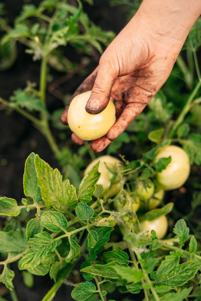 农民在温室中收获新鲜番茄。温室中的绿色番茄。高质量照片。图片下载