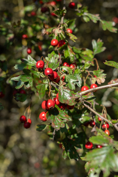照片，灌木，山楂，灌木丛，树枝，季节性，浆果，药用，浆果，秋天，叶子，阳光，绿色，叶片，种子，红色，簇，众多，质地，自然，植物学，户外图片下载