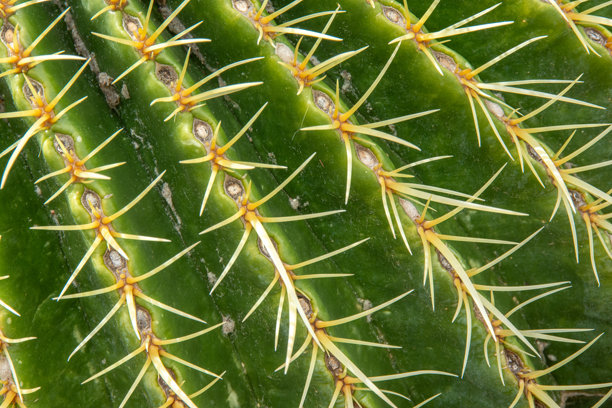 一张宏观摄影的照片，展示了生长在美国西南沙漠中的桶形仙人掌。图片下载
