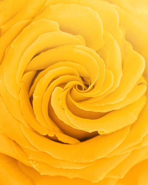 特写的黄色玫瑰花瓣宏观纹理，俯视美丽自然的审美背景，自然花卉图案，柔和的选择性焦点，明亮的单色时尚照片，阳光夏日氛围图片下载