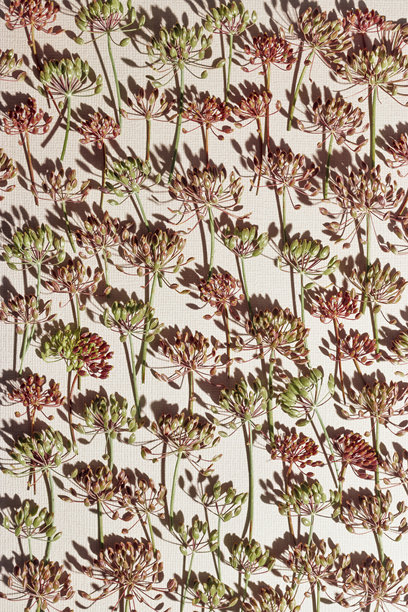 秋季图案特写，开花的莳萝植物作为图案，自然的伞形花朵在米色背景上。美学照片展示了香料草药茴香。自然简约的静物，展现了茴香的花序。图片下载