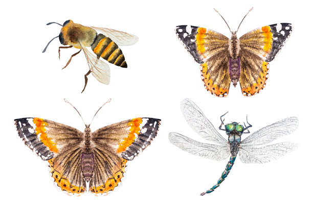 水彩插画：昆虫（蝴蝶、蜜蜂、蜻蜓）手绘素材图片下载
