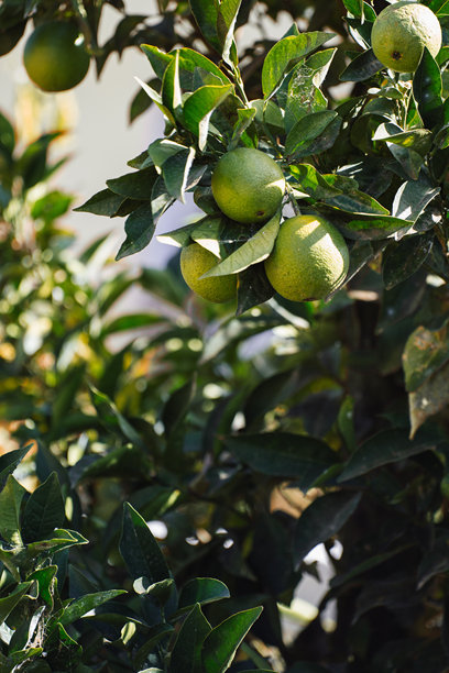 一张新鲜而生机勃勃的照片，展示了在宁静的希腊花园中生长的绿色青柠（或未成熟的橙子）树。图片下载