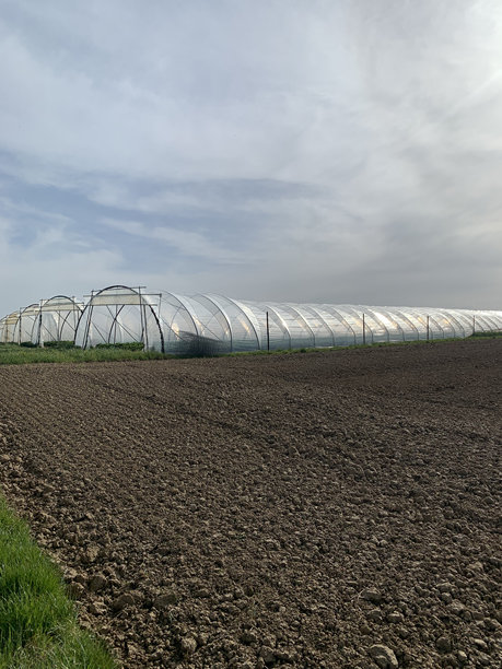 一个由塑料隧道构成的宽敞温室结构，延伸在农田景观中。前景是刚翻耕的土壤，明亮的天空为场景洒下光线。竖版照片。图片下载