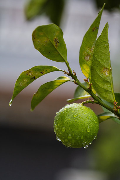 一张新鲜而生机勃勃的照片，展示了在宁静的希腊花园中生长的绿色青柠（或未成熟的橙子）树。图片下载