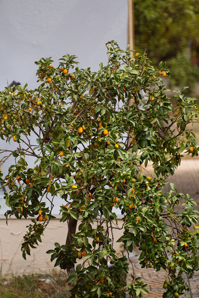 这张照片捕捉了一棵结满鲜艳橙色水果的金橘树，生长在郁郁葱葱的花园中。图片下载
