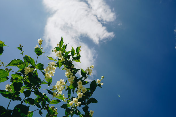 茉莉花。盛开的茉莉花灌木，白色花朵与天空背景。宏观照片展示了盛开的花园花卉，夏日阳光下的白色茉莉花。图片下载