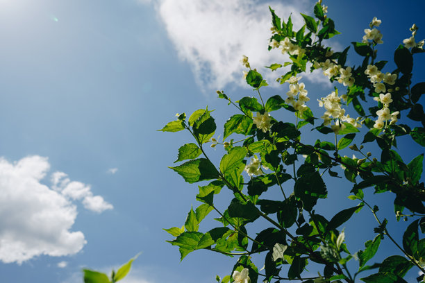 盛开的茉莉花灌木，白色花朵与天空背景。微距照片展示了盛开的花园花卉，夏日阳光下的白色茉莉花。茉莉花（Jasminum sambac）。图片下载