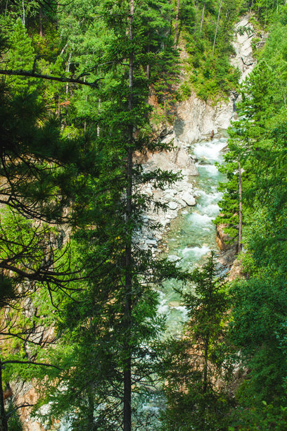 这张照片展示了一条快速流动的河流穿过岩石床的美丽景色，周围环绕着茂密的高大松树森林。绿色植物主导了这片风景，树木和周围植被呈现出鲜艳的绿色。图片下载