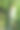 这张照片展示了一条快速流动的河流穿过岩石床的美丽景色，周围环绕着茂密的高大松树森林。绿色植物主导了这片风景，树木和周围植被呈现出鲜艳的绿色。图片下载