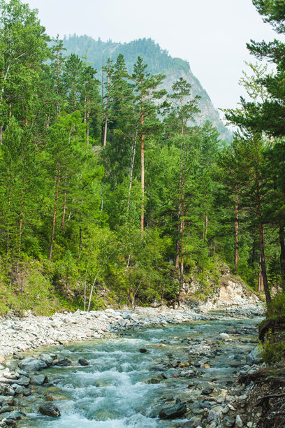 这张照片展示了一条快速流动的河流穿过岩石床的美丽景色，周围环绕着茂密的高大松树森林。绿色植物主导了这片风景，树木和周围植被呈现出鲜艳的绿色。图片下载