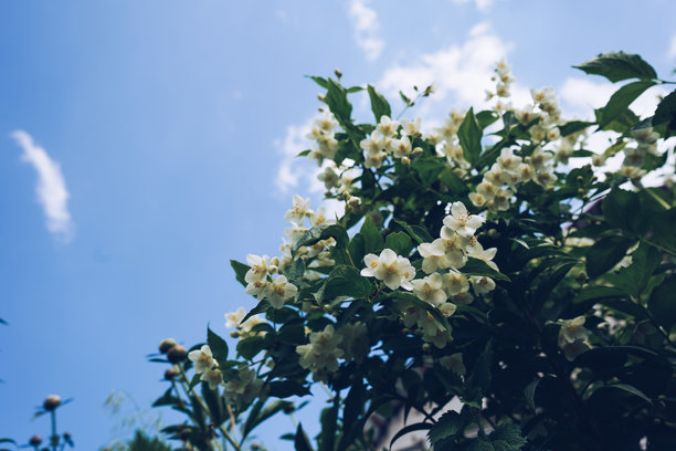 盛开的茉莉花灌木，白色花朵与天空背景。微距照片展示了盛开的花园花卉，夏日阳光下的白色茉莉花。茉莉花（Jasminum sambac）。图片下载