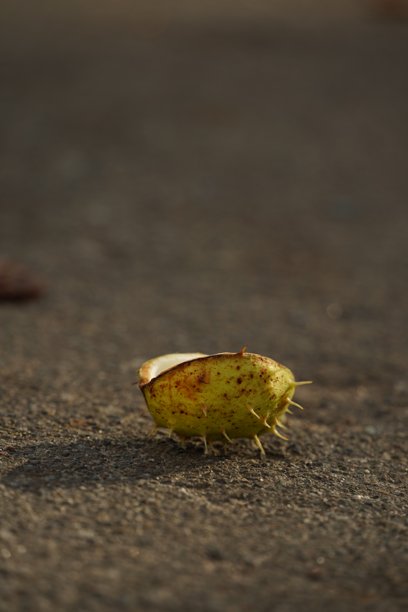 破碎的刺壳碎片散落在周围。远景中的栗子壳在沥青上，特写照片。马栗树（Aesculus hippocastanum）成熟的棕色马栗果实散落在地面上。图片下载