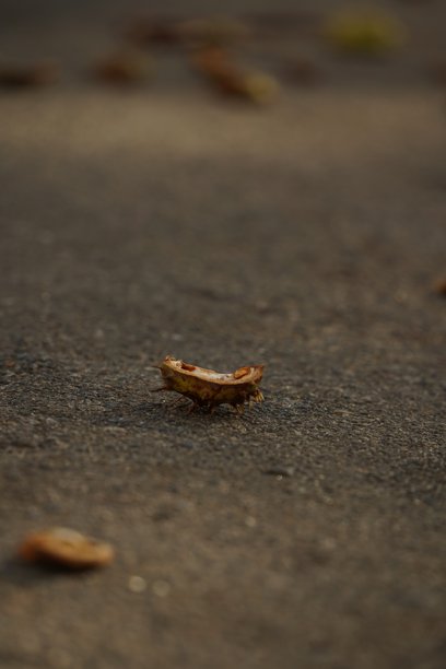 马栗树，棕色的马栗果，地面上的成熟果实。破碎的刺壳部分散落在周围。远景中的栗子壳在沥青上，特写照片。图片下载