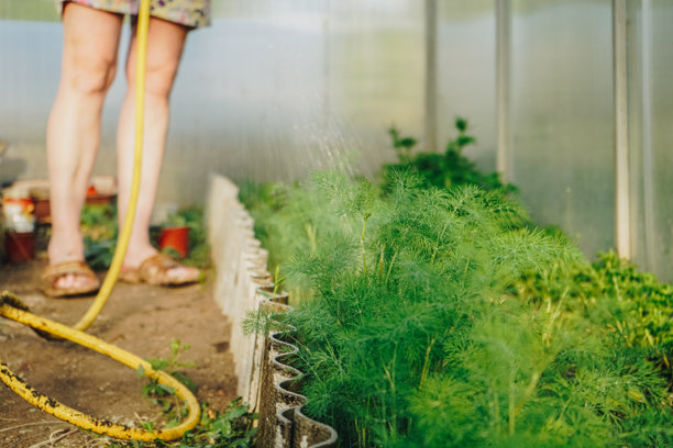 盆栽莳萝温室。用水管浇灌花园，特写照片。浇灌年轻新鲜的绿色莳萝。新鲜绿色的莳萝幼苗在温室中生长以供出售。图片下载