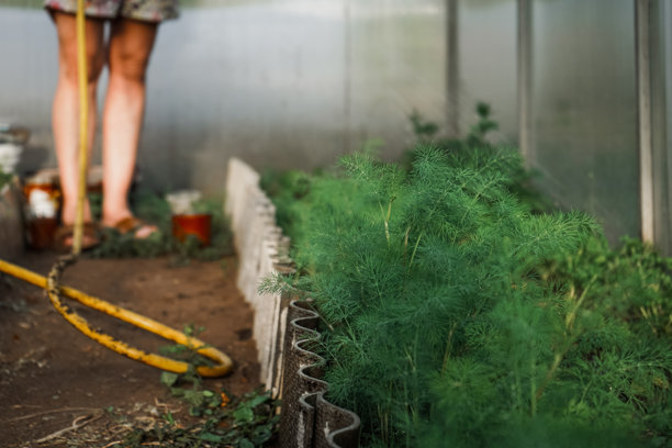 在花园中给年轻的新鲜莳萝浇水。新鲜绿色的莳萝幼苗在温室中生长以供出售。温室中的盆栽莳萝。用水管给花园浇水，特写照片。图片下载