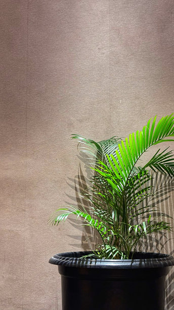 墙边的植物照片图片下载