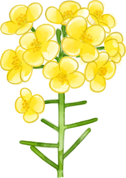 水彩油菜花插画图片下载