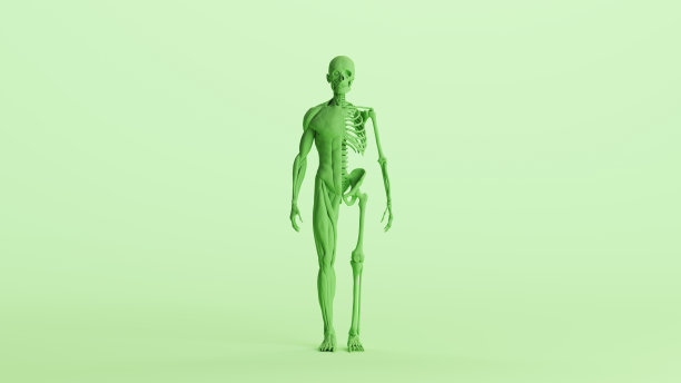 绿色骨骼肌肉解剖模型研究人体模型图片下载