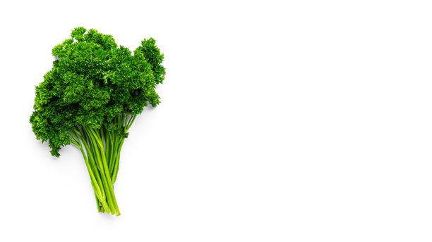 绿色植物。白色背景上的卷曲香菜枝。微距照片。图片下载