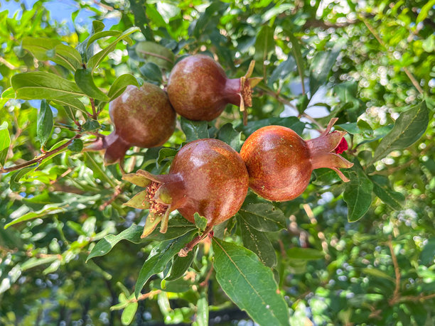 一对石榴果实挂在树枝和树叶上的特写照片。图片下载