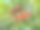 一对石榴果实挂在树枝和树叶上的特写照片。图片下载