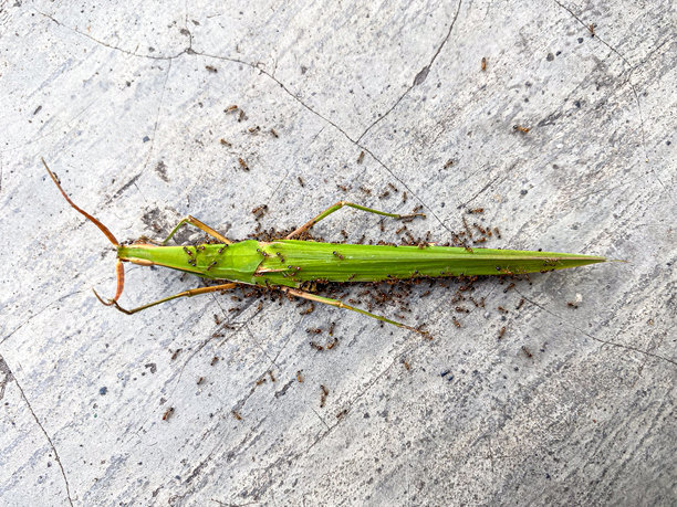 死去的绿色蚂蚱被蚂蚁围绕，特写照片，背景为水泥地面。体现生命循环、食物链和生态的概念。图片下载