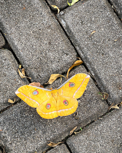 成年雄性日本丝绸蛾（Antheraea yamamai）的特写照片，黄色蛾子带有四个点的伪装。图片下载