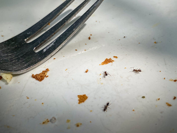 工蚁在白色盘子上的叉子旁边围绕食物聚集的特写照片。图片下载