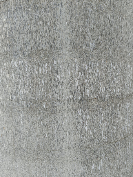 棕榈树树干纹理特写照片。图片下载