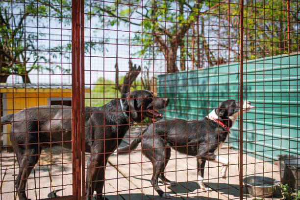 从狗收容所救出的两只狗的照片图片下载