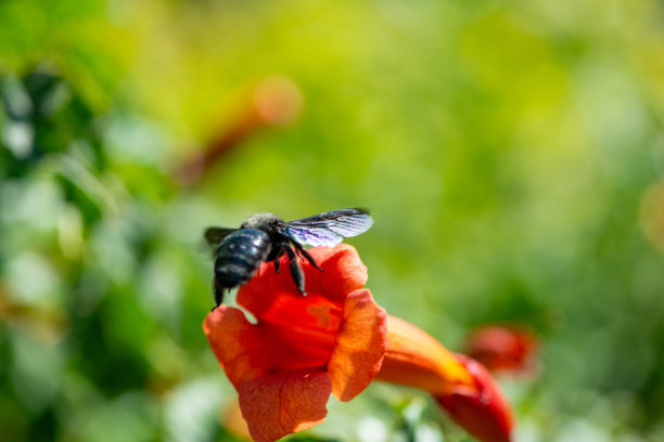 喇叭爬行植物(Campsis radicans)与木蜂的微距照片图片下载