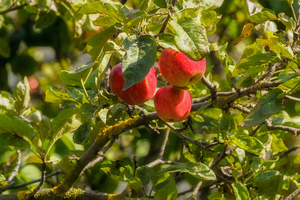 水果成熟的时间。这张照片显示的是准备收获的彩色饱满的苹果，波兰图片下载