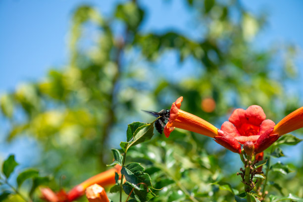 喇叭爬行植物(Campsis radicans)与木蜂的微距照片图片下载