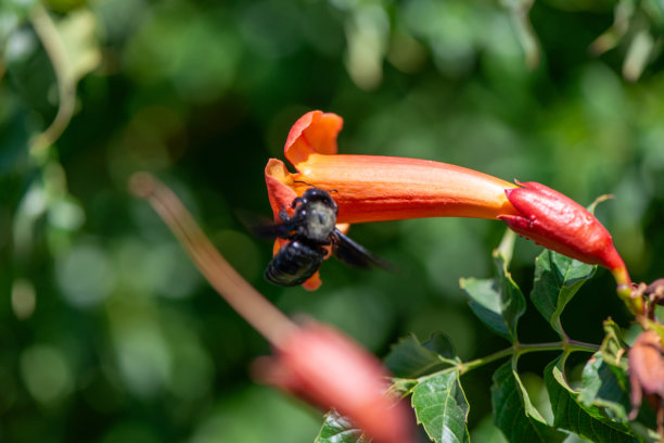 喇叭爬行植物(Campsis radicans)与木蜂的微距照片图片下载