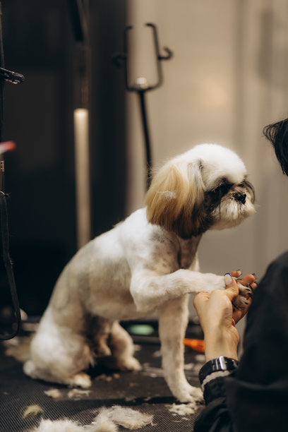 一个年轻的金发宠物美容师和白色纯种比熊的剪短照片。白狗的梳理。图片下载