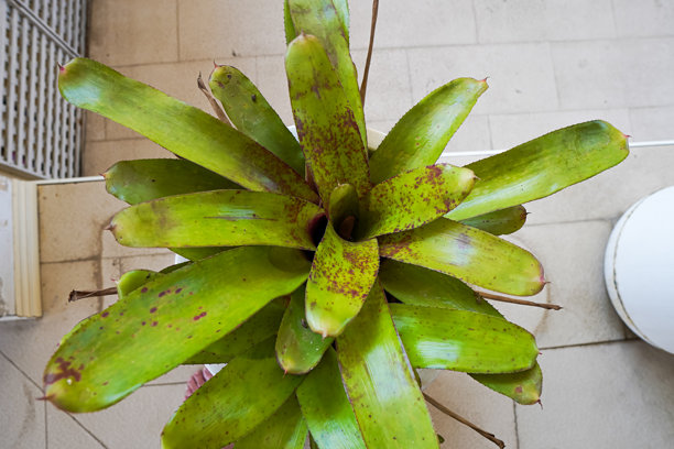 泰国清迈，后院花园里盆栽凤梨花的特写照片。图片下载