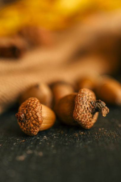 温馨的秋季照片，橡果、坚果、肉桂图片下载