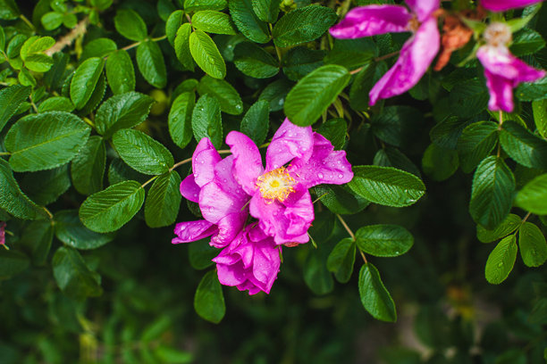 这张照片展示了一朵鲜艳的粉色野玫瑰（可能是玫瑰果花），周围环绕着郁郁葱葱、深绿色的叶子。花瓣上点缀着水珠。图片下载