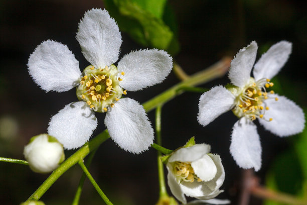 这张特写照片捕捉了一簇精致的鸟樱花。照片突出了几朵盛开的白色花瓣和明显的黄色雄蕊，以及一个小小的、尚未开放的花蕾。图片下载